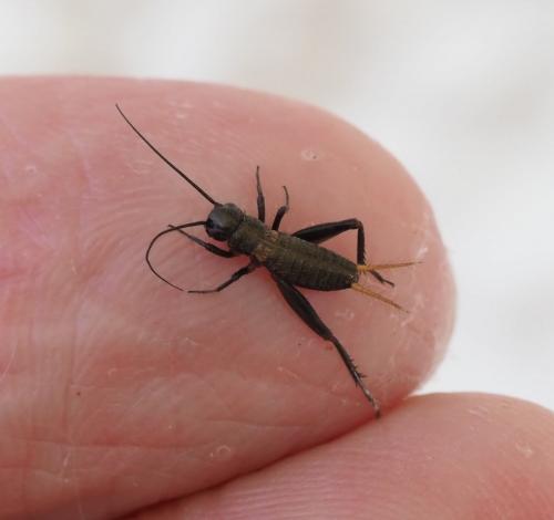 Gryllus campestris